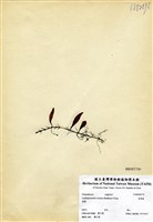 藏品(骨牌蕨)的圖片